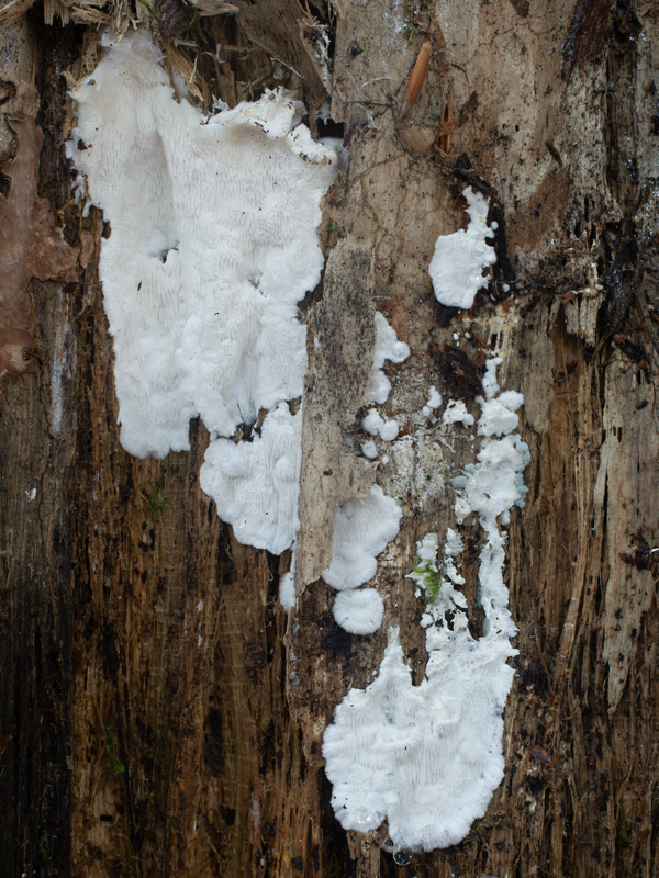 Porpomyces mucidus